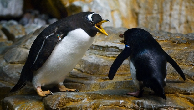 Featured image for “Are you Persuading, Informing, or Re-affirming?”