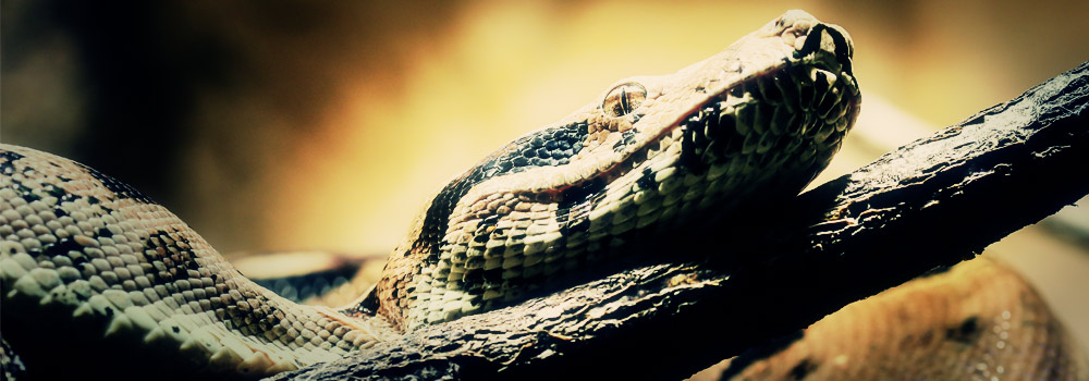 Featured image for ““Fight or Flight” Business Marketing”