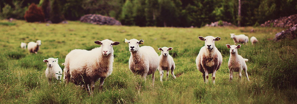 Featured image for “Following The Herd Leads To The Slaughterhouse”