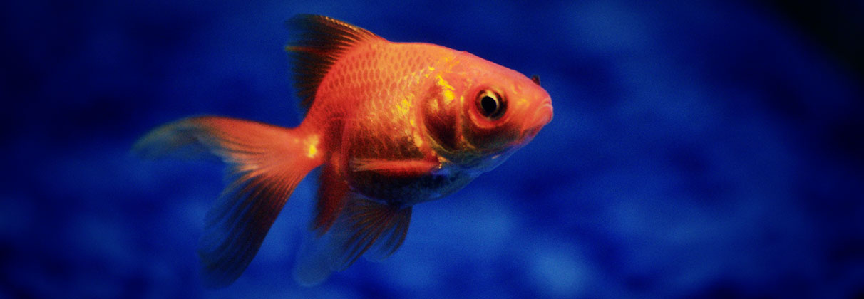 Featured image for “The Attention Span Of A Goldfish”