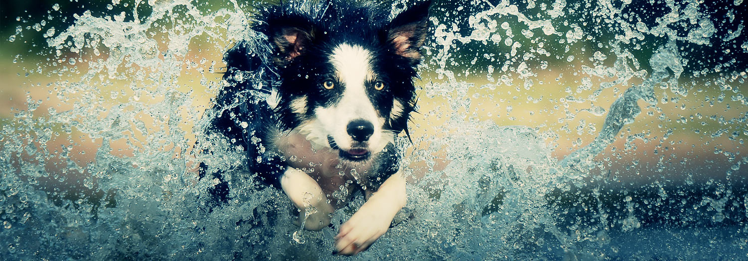 Featured image for “The Thrill Of The (Sales) Chase: But Don’t Forget Existing Customers”